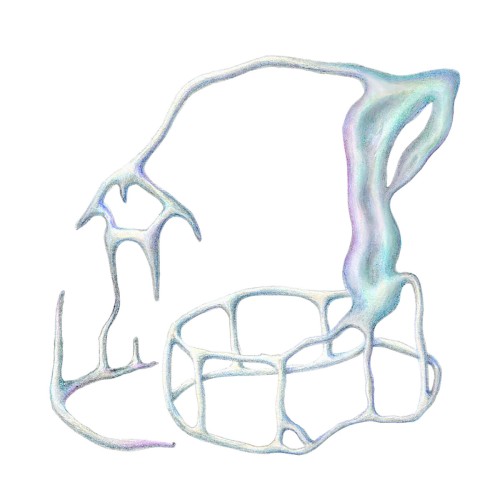 Bones