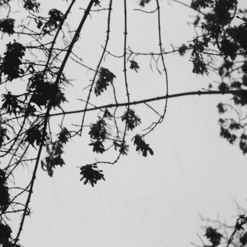 Vacuumfolia