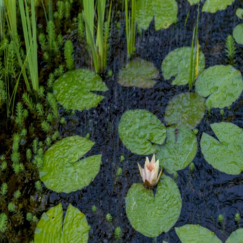 Ponder by the Pond