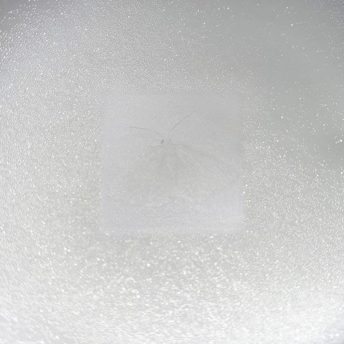 styrofoam