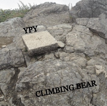CLIMBING BEAR