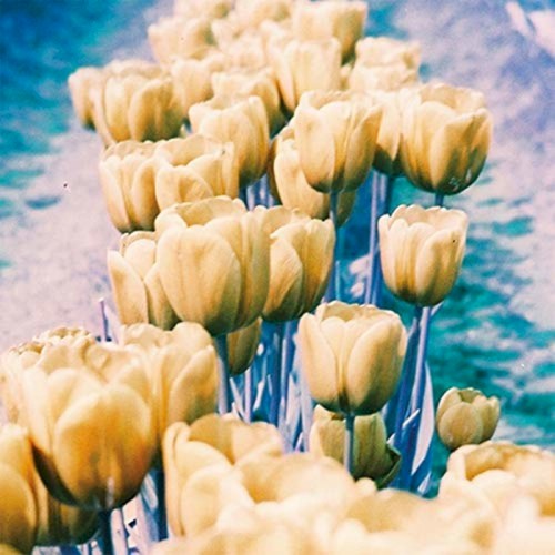 Daylily EP