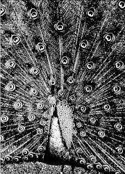 Merzphysics