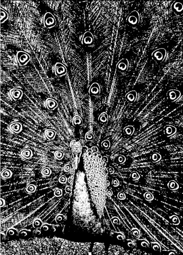 Merzphysics