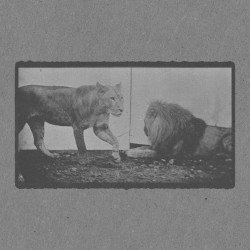 Lioness Walking and Lion Lying Down