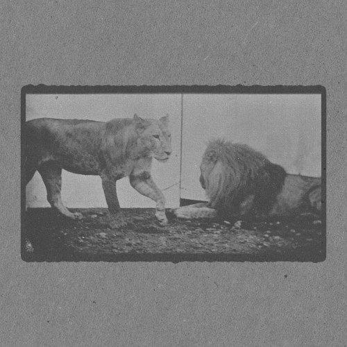 Lioness Walking and Lion Lying Down