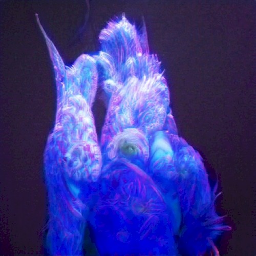 cylces 3