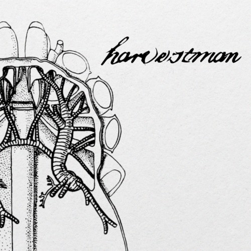 harvestman