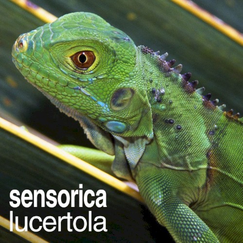 Lucertola
