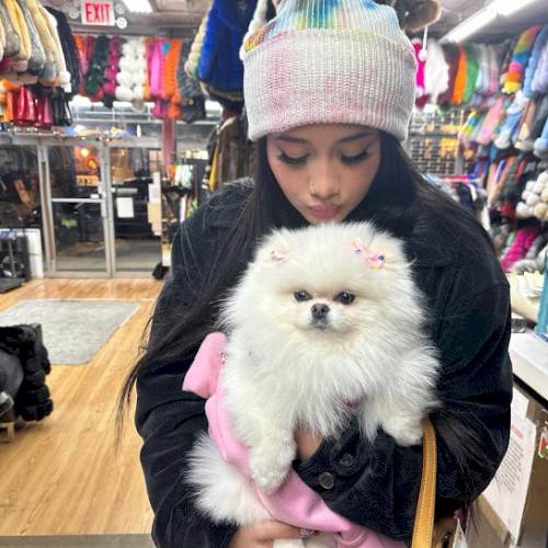 POMERANIAN