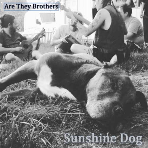 Sunshine Dog