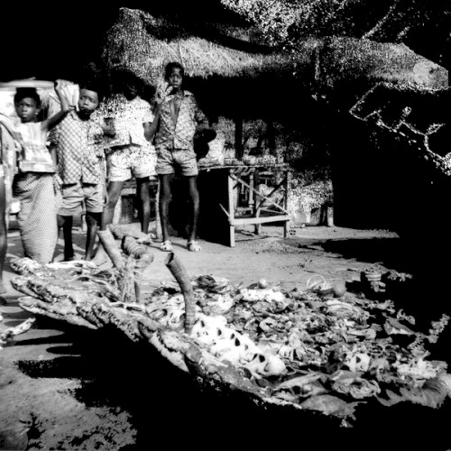 Tribal War / Sweet