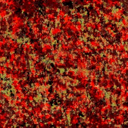 Lomelda and alexalone Present: More for the Both of Us, a Compilation of Two Songs