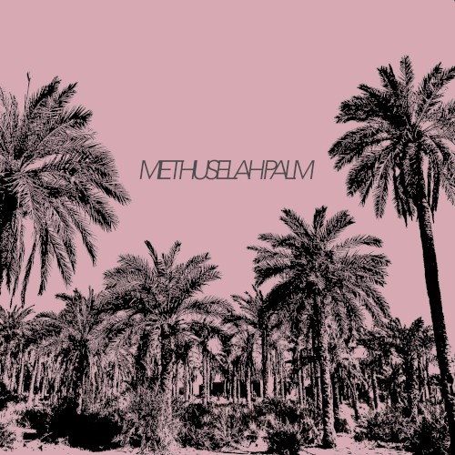 Methuselah Palm