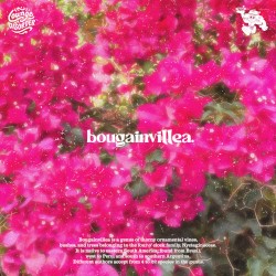 Bougainvillea.