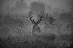 Totem