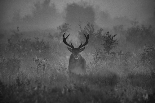 Totem