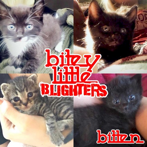 Bitey Little Blighters - Bitten