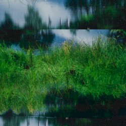 White birch burns