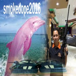 PINK DOLPHIN