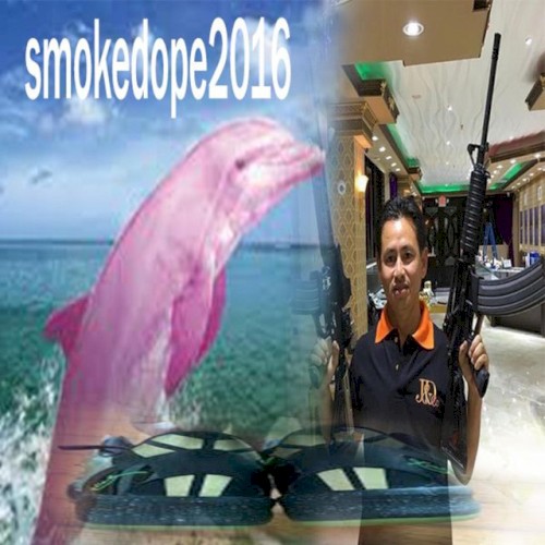 PINK DOLPHIN