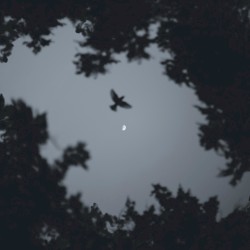 Descent