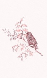 Cicatrices de un cuento (II)