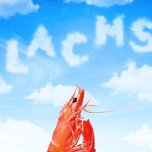 Lachs