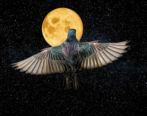 Sound - Silence - Sound - Trust in the Process of Life