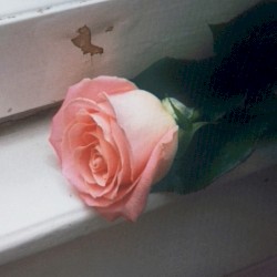 Blooom
