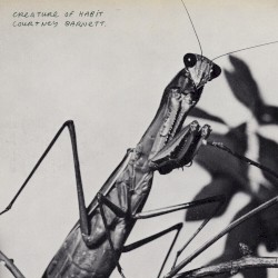 Mantis/Sugar Plum