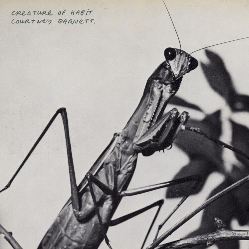 Mantis/Sugar Plum