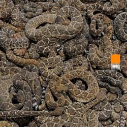 Snakes