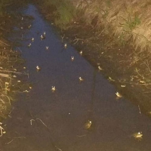Cursed Frog Creek