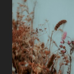 Raices