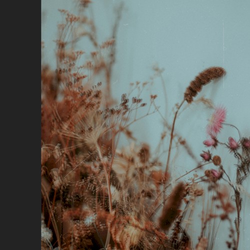 Raices