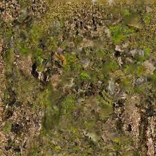 Inner Forest