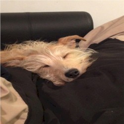 Do Puppies Dream of Herding Sheep?