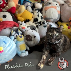 Plushie Pile