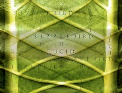 Lucid