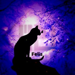 Felis