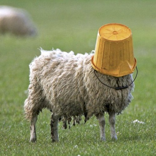 We the Sheeple