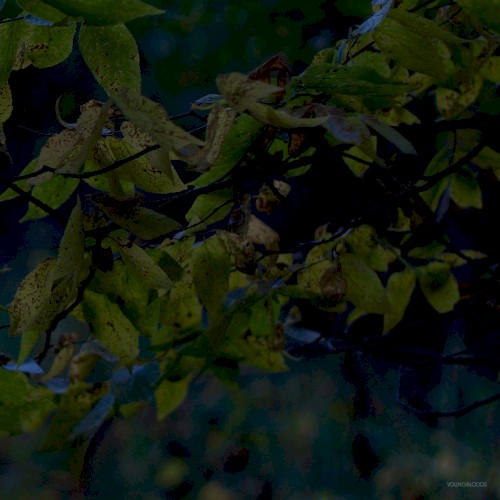 Stillness In Motion