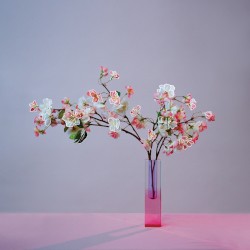 plum blossom (revisited)