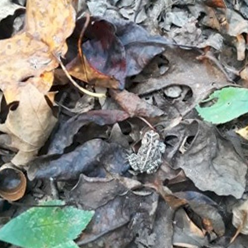 Forest of Toads
