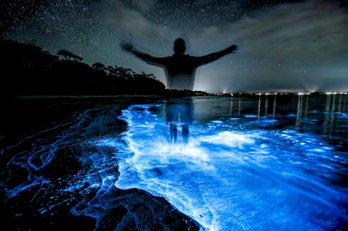 Bioluminescence