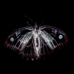 BestiaIRE