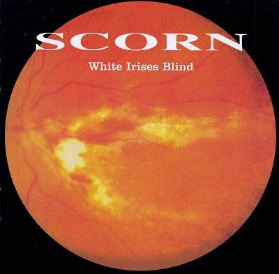 White Irises Blind