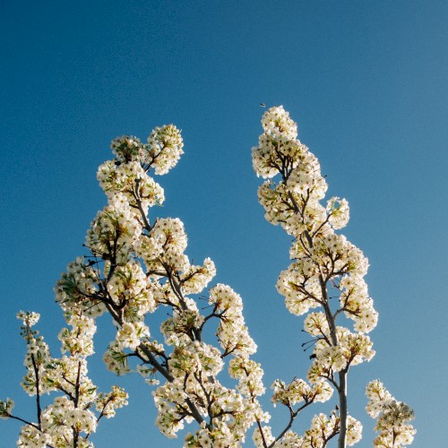Bloom
