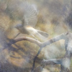 Will O' The Wisp